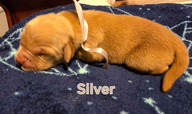 Golden Retriever Puppies media 8