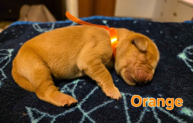 Golden Retriever Puppies media 7