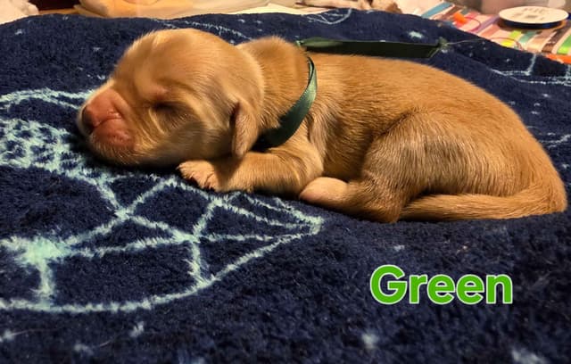 Golden Retriever Puppies media 10