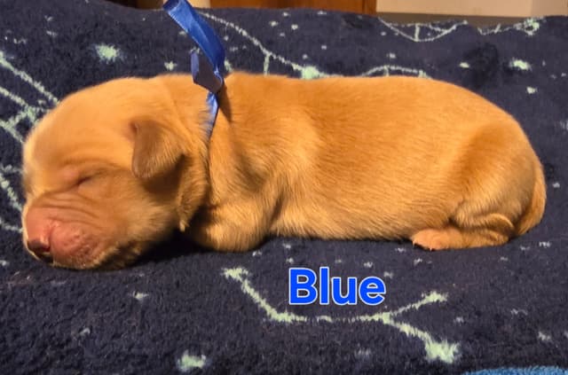 Golden Retriever Puppies media 9