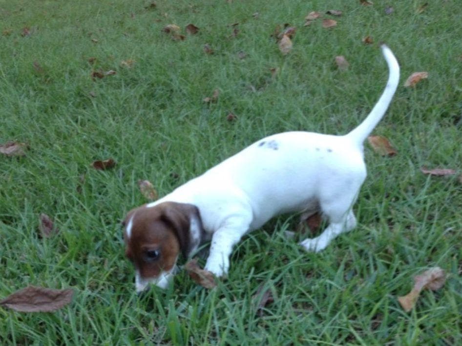 Dachshund Puppies breeder image 2