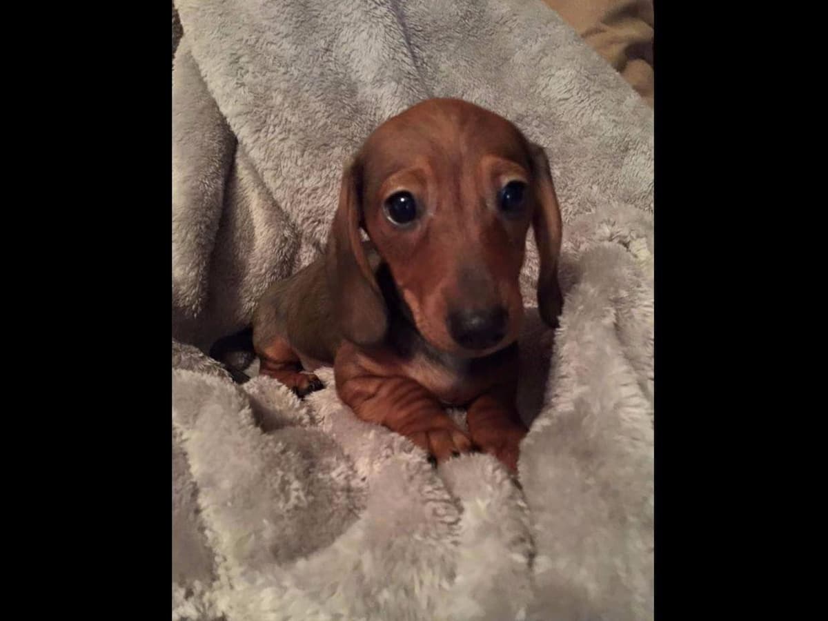 Dachshund Puppies breeder image 3