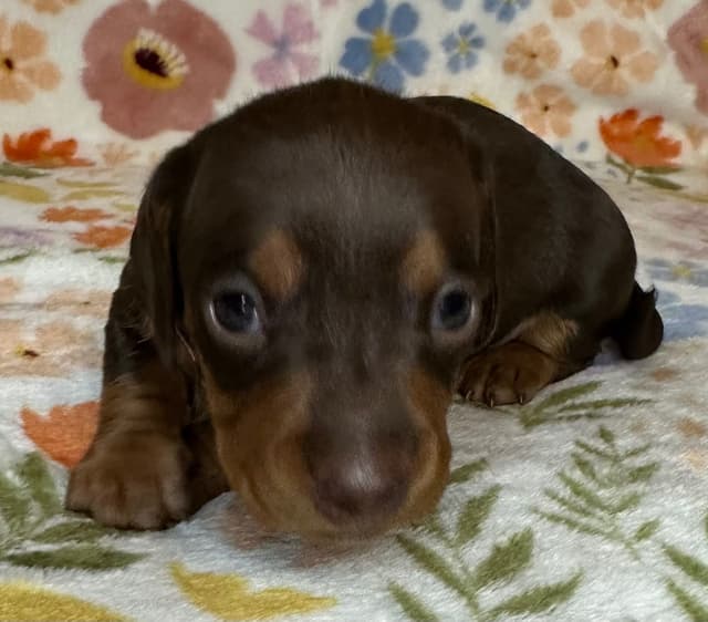 Dachshund Puppies media 2