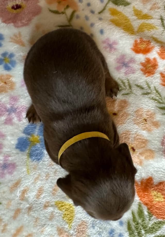 Dachshund Puppies media 3