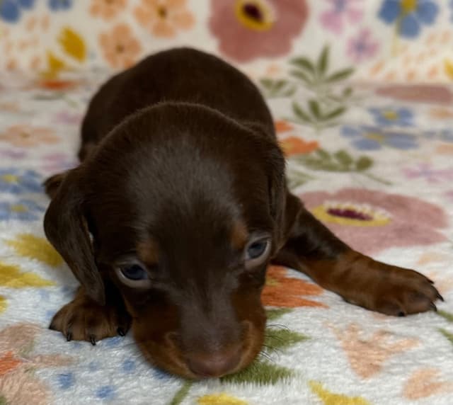 Dachshund Puppies media 5