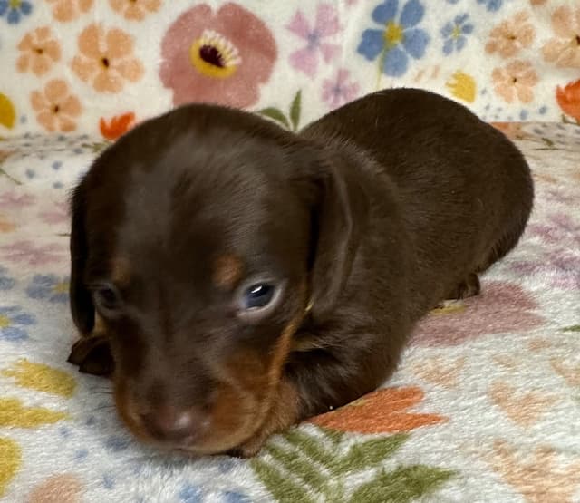 Dachshund Puppies media 6