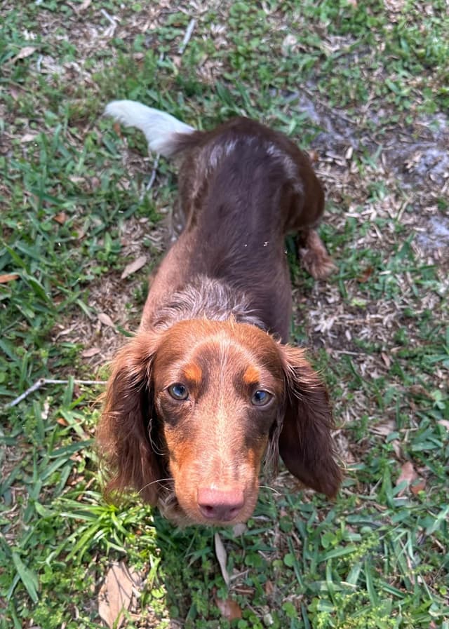 Dachshund Puppies media 2