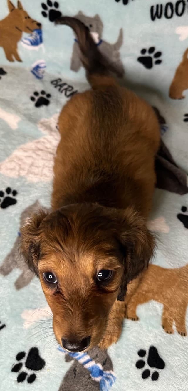 Dachshund Puppies media 3