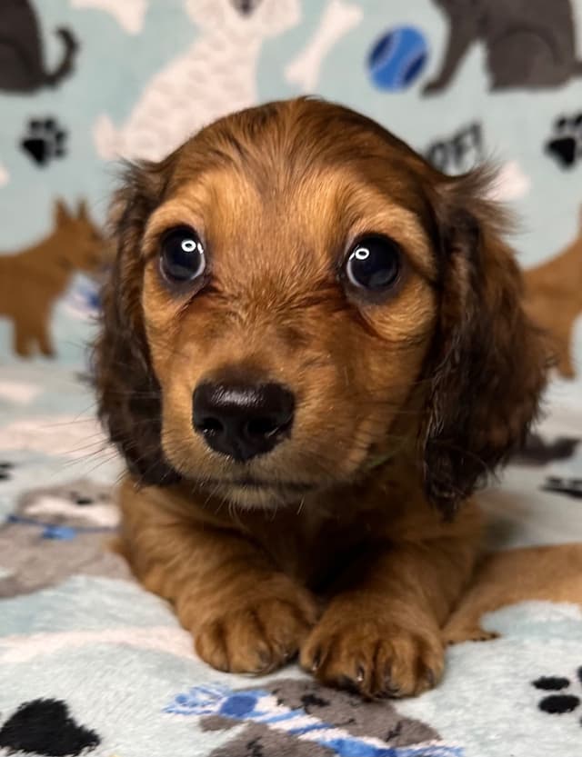 Dachshund Puppies media 5