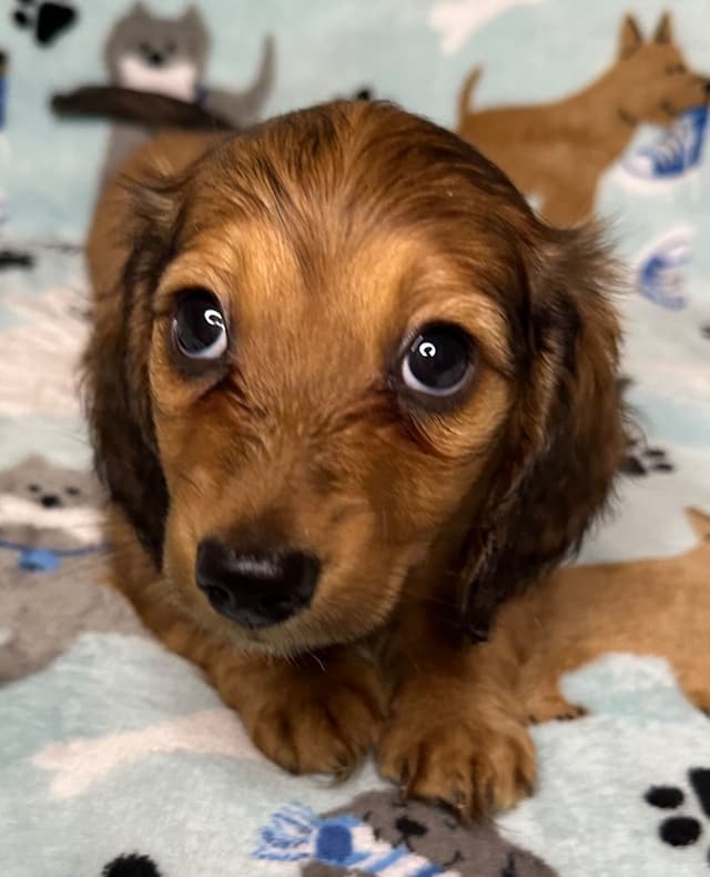 Dachshund Puppies media 6