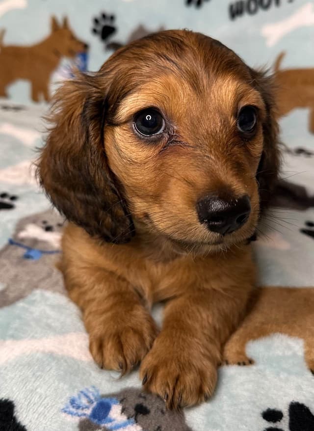 Dachshund Puppies media 7