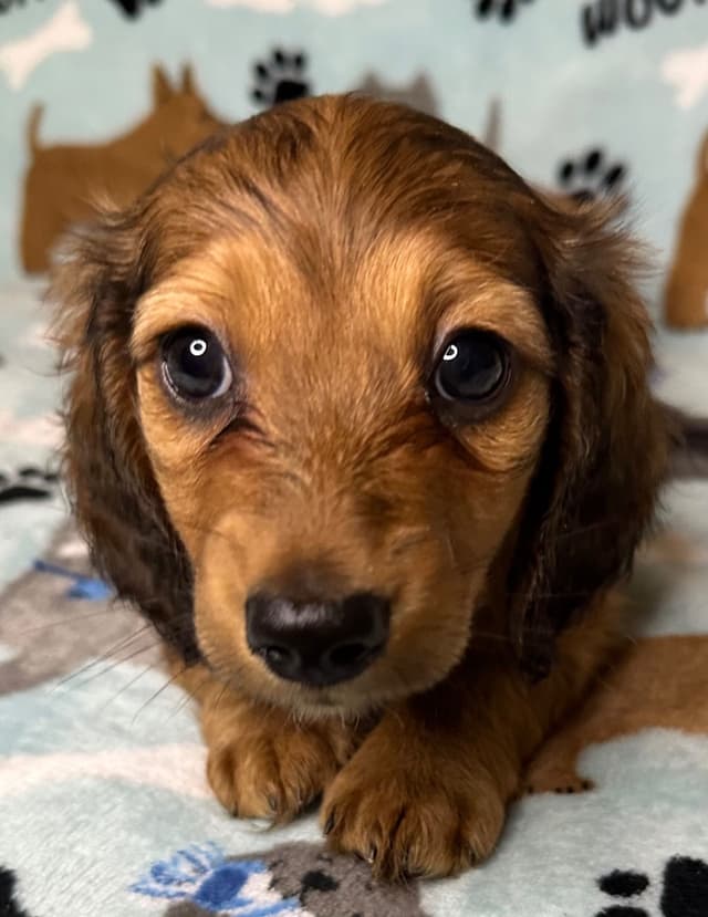 Dachshund Puppies media 8