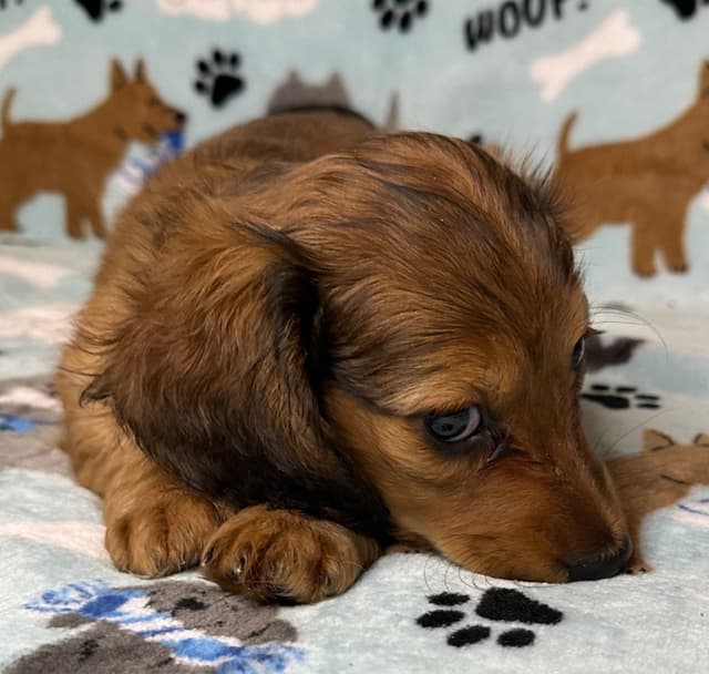 Dachshund Puppies media 11