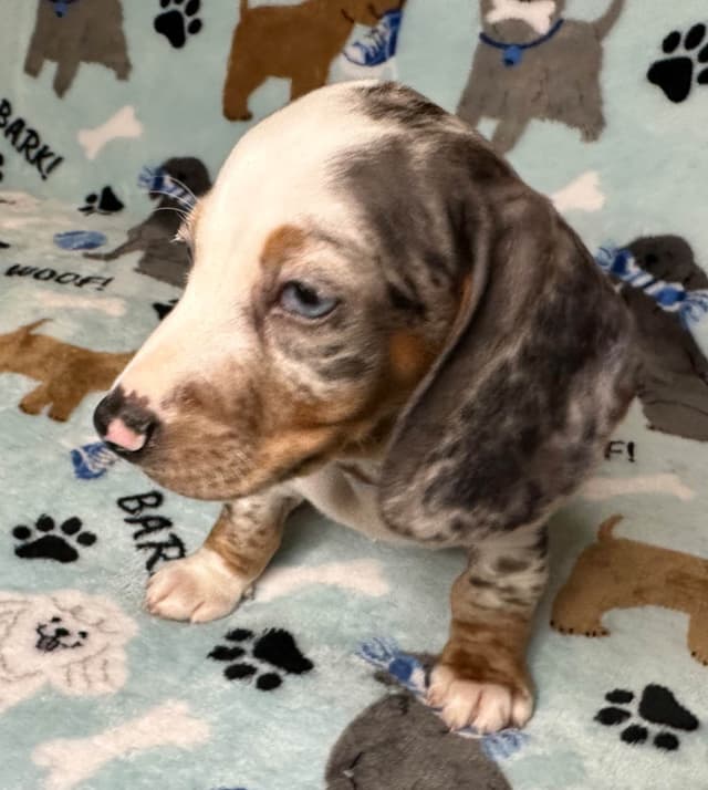 Dachshund Puppies media 2