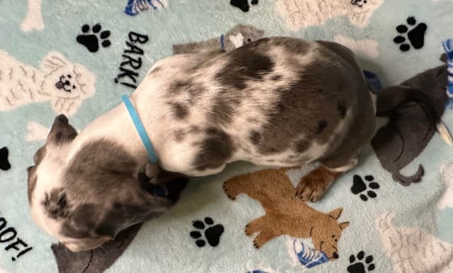Dachshund Puppies media 3