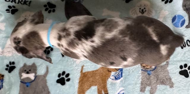 Dachshund Puppies media 4