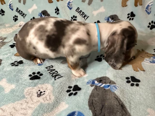 Dachshund Puppies media 7