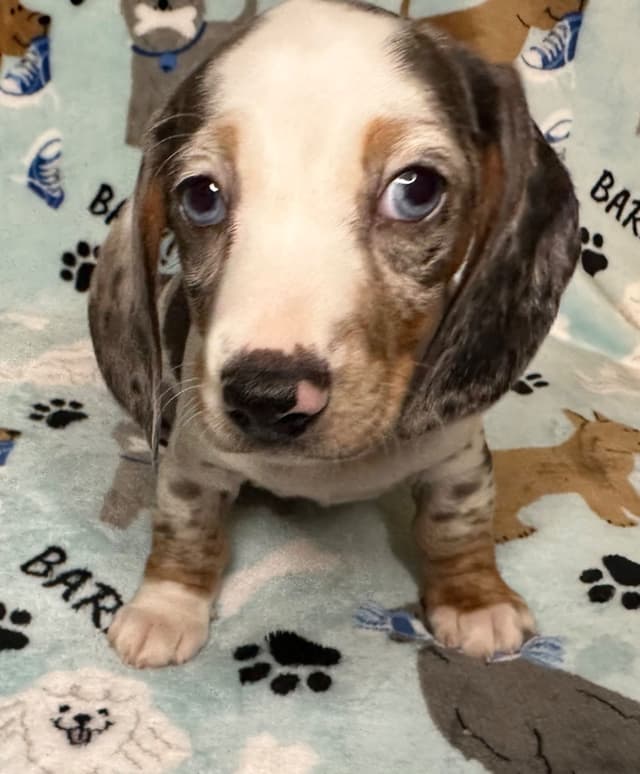 Dachshund Puppies media 6