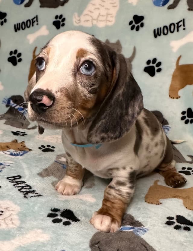 Dachshund Puppies media 8