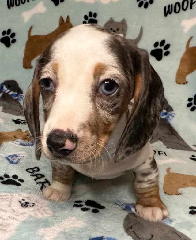 Dachshund Puppies media 12