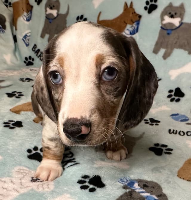Dachshund Puppies media 10