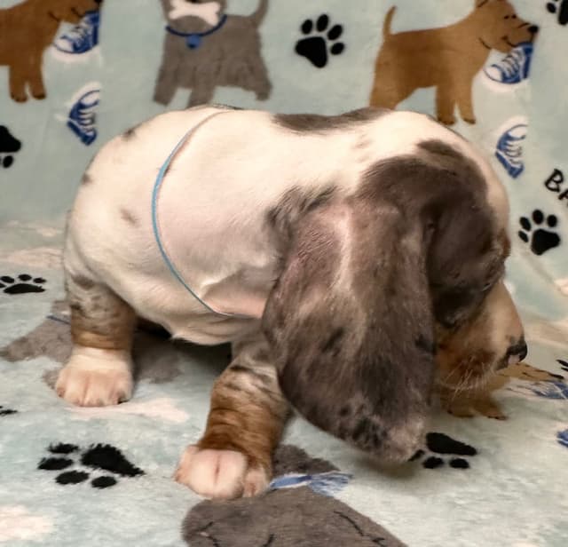 Dachshund Puppies media 13
