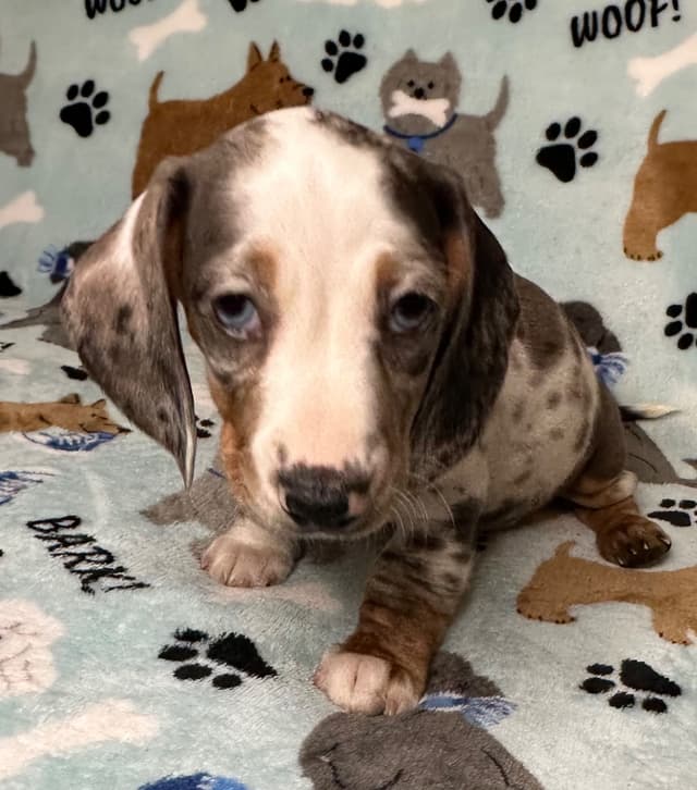 Dachshund Puppies media 11