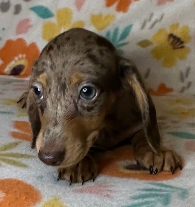 Dachshund Puppies media 2