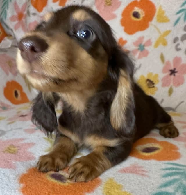 Dachshund Puppies media 3