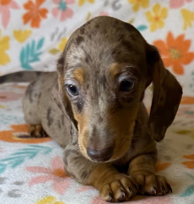 Dachshund Puppies media 7