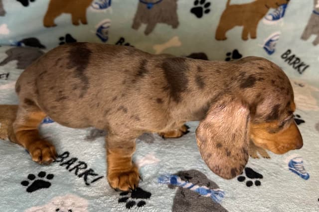 Dachshund Puppies media 8