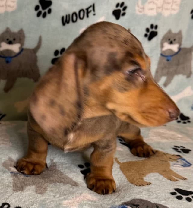 Dachshund Puppies media 6