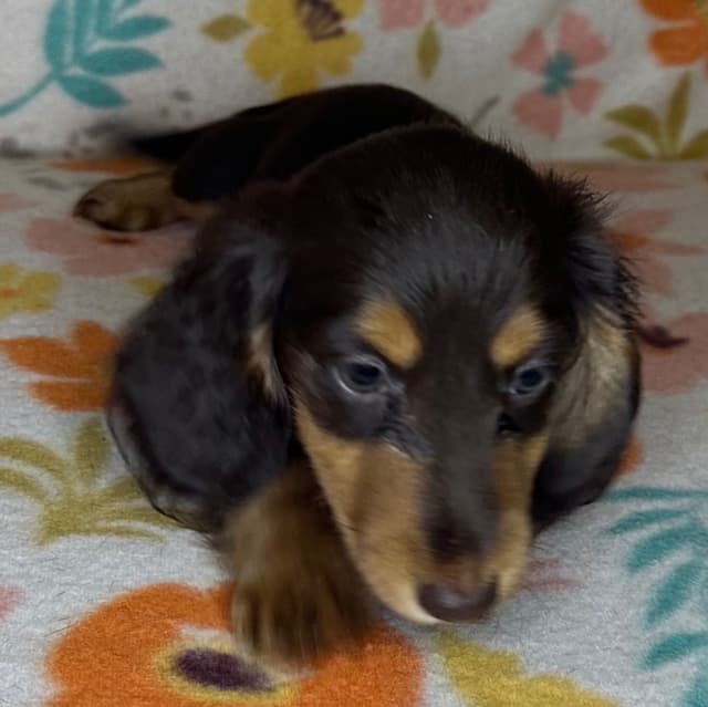 Dachshund Puppies media 5