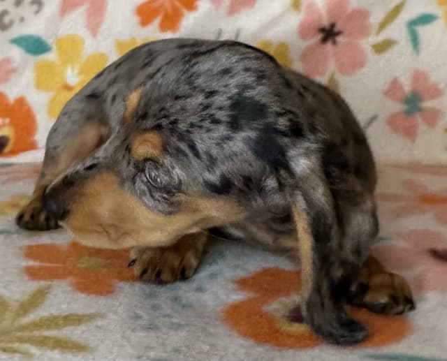 Dachshund Puppies media 4