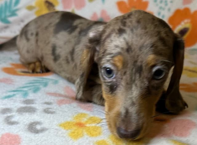 Dachshund Puppies media 15