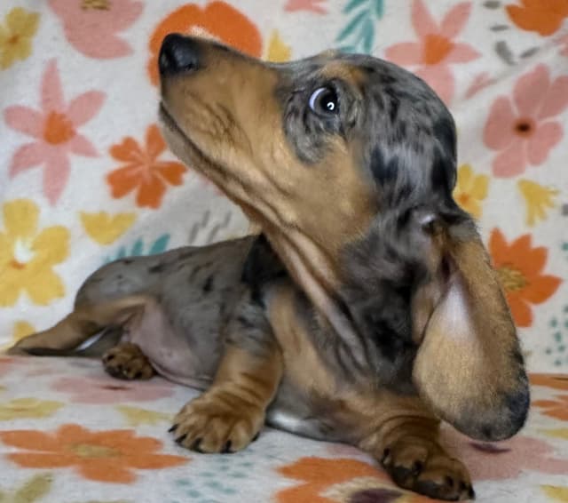 Dachshund Puppies media 9