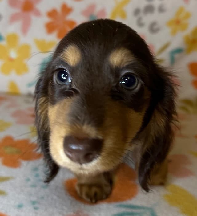 Dachshund Puppies media 10