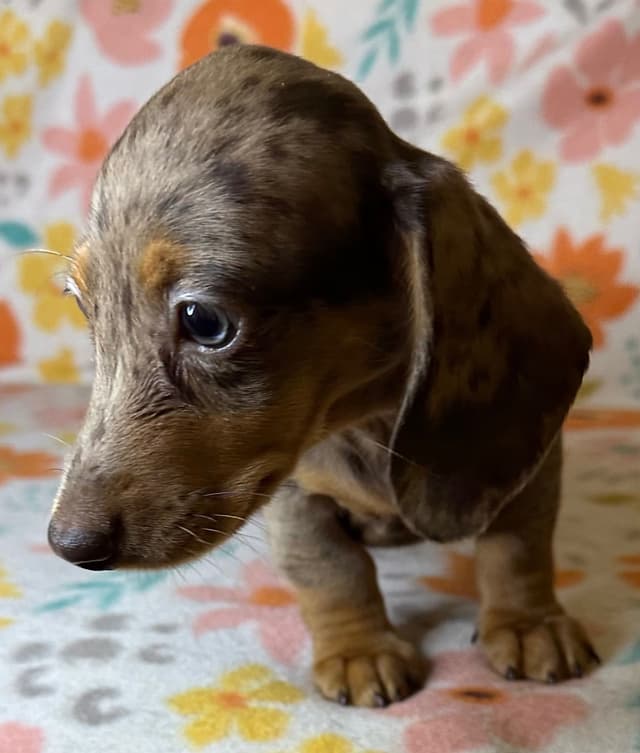 Dachshund Puppies media 13