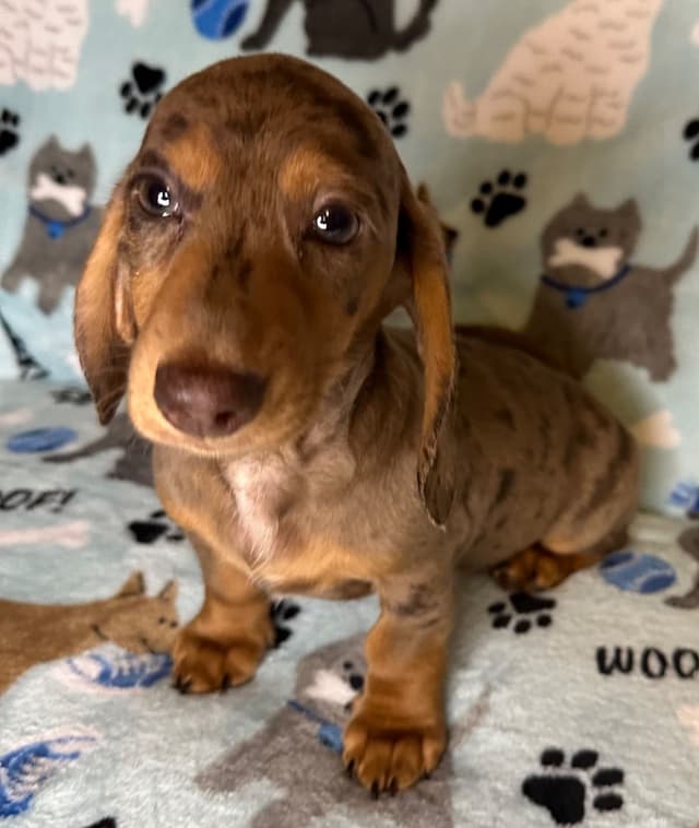 Dachshund Puppies media 12