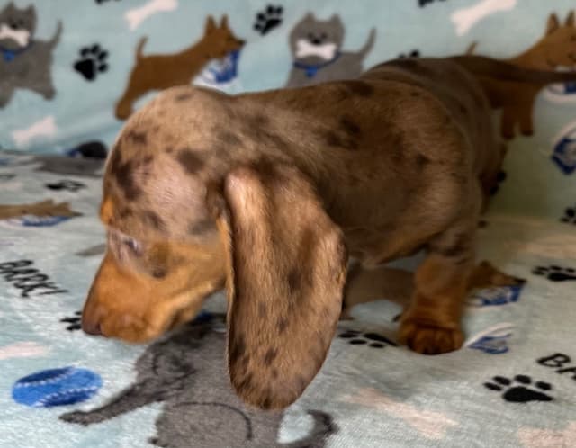 Dachshund Puppies media 11