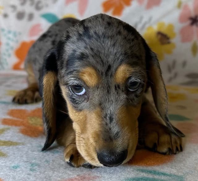 Dachshund Puppies media 14