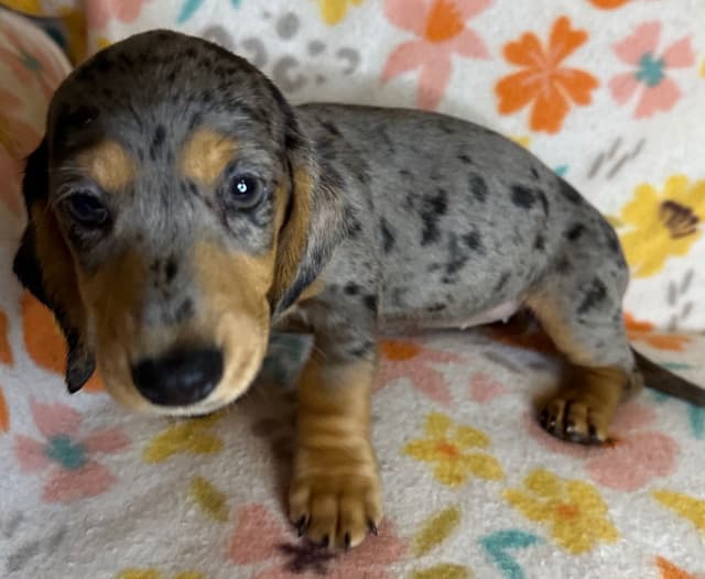 Dachshund Puppies media 16