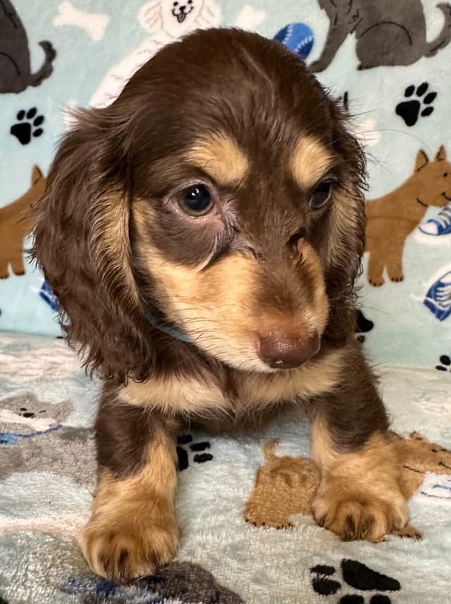Dachshund Puppies media 2