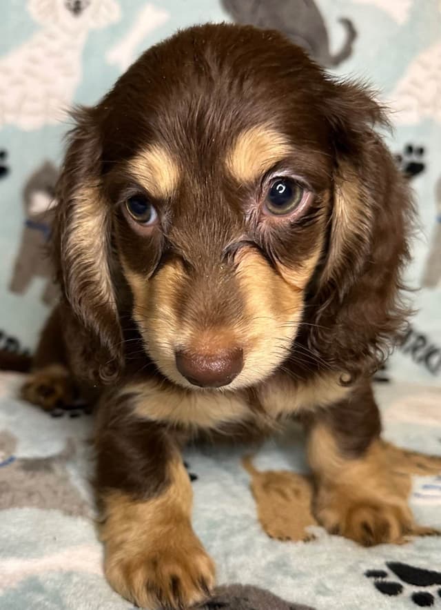 Dachshund Puppies media 5