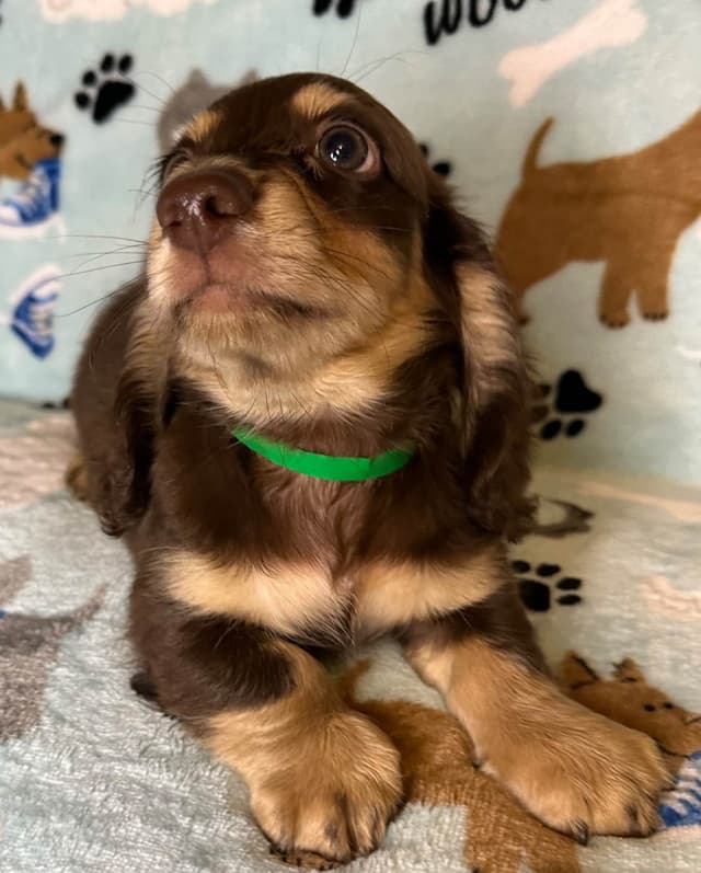Dachshund Puppies media 3