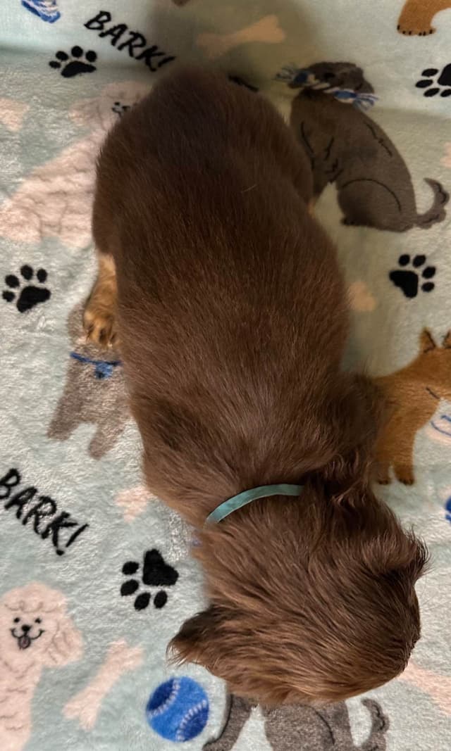 Dachshund Puppies media 6