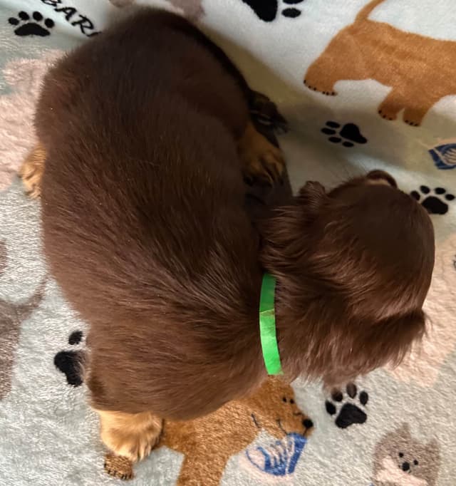 Dachshund Puppies media 4