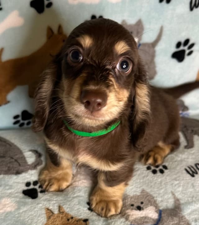 Dachshund Puppies media 8