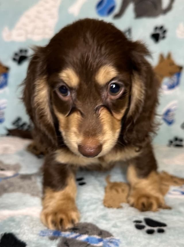 Dachshund Puppies media 7
