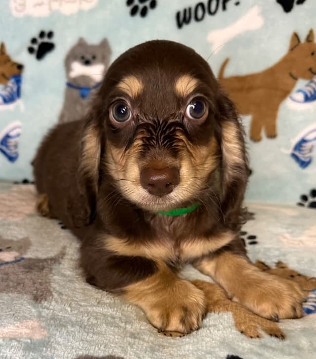 Dachshund Puppies media 9